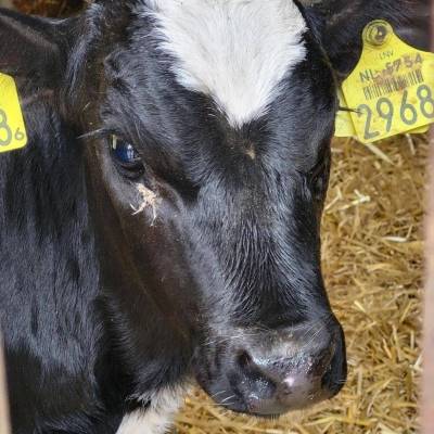 Leerlingen van so De Buitenhof bezochten de boerderij Benzenraderhof