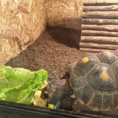 Leerlingen van IZEO verzorgen sinds kort zieke schildpadden die verblijven in een opvang naast hun school.